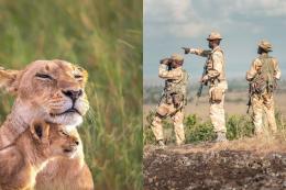 A composite image of a lion and KWS Rangers.
